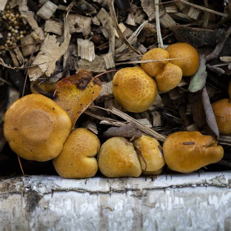 Psilocybe spores michigan. Things To Know About Psilocybe spores michigan. 